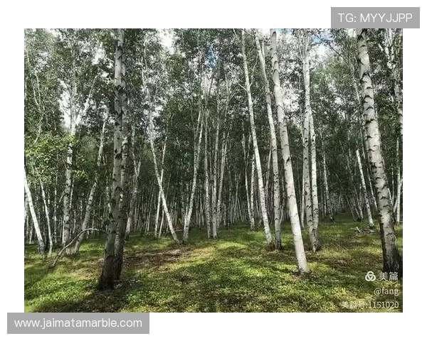 掌握叶汉三株路打法的关键技巧实现战场布局优化提升整体战斗表现
